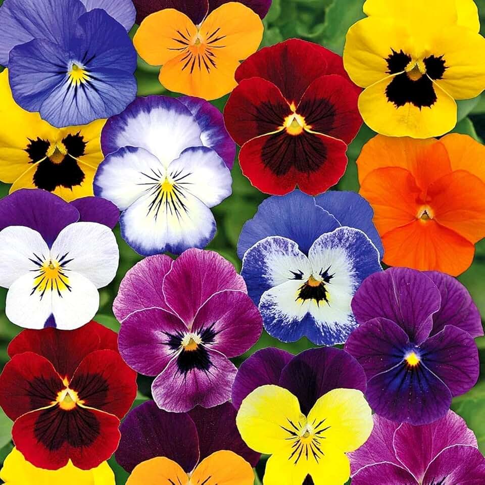 Viola Mix