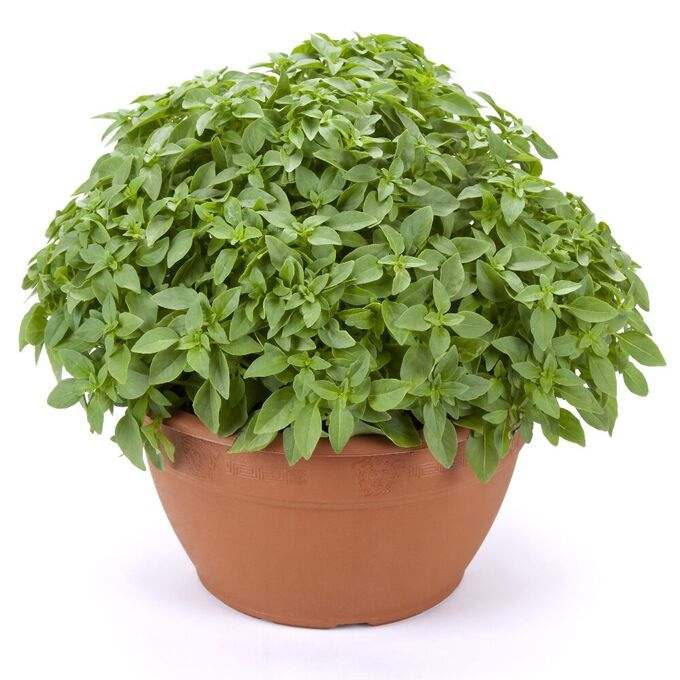 Dwarf Minette Greek Basil