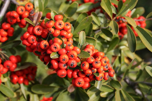 Firethorn