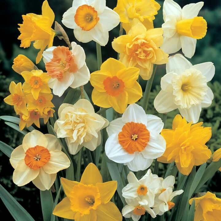 Narcissus Mix
