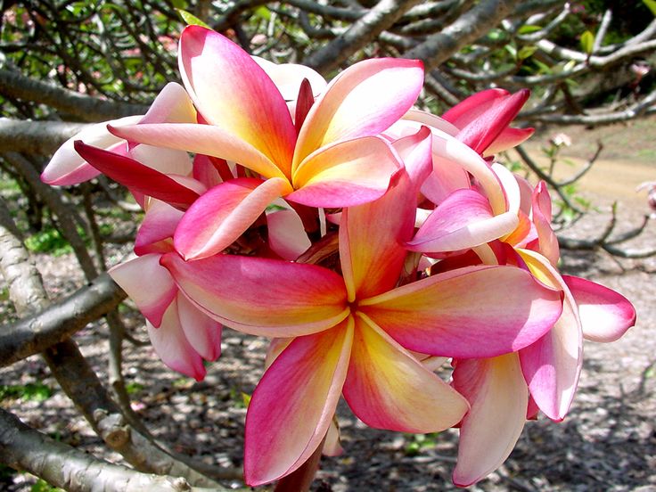 Muai Morgan Jr Plumeria Rubra