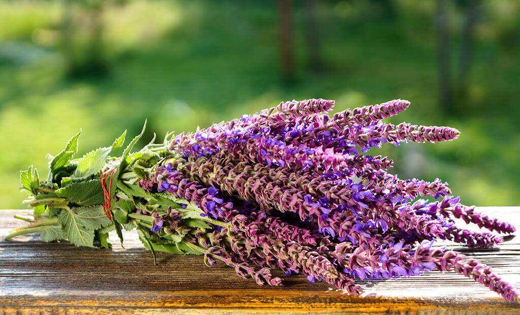Herb Sage - Salvia officinalis
