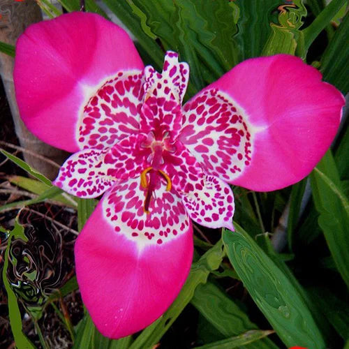 Tigridia Pavonia ‘Lilacea'