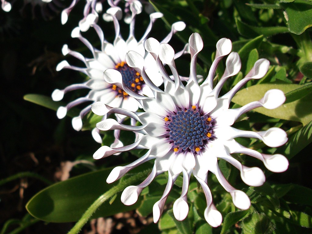 African Daisy White Osteospermum Ecklonis