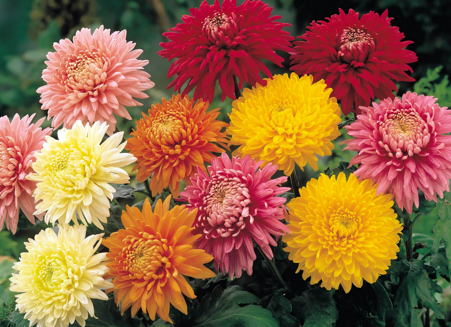 Mixed Chrysanthemum