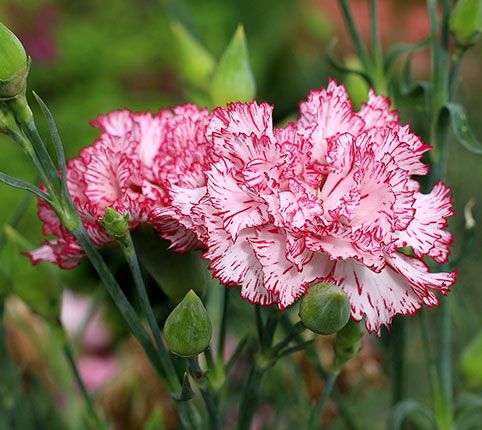 Dianthus Carnation Benigna