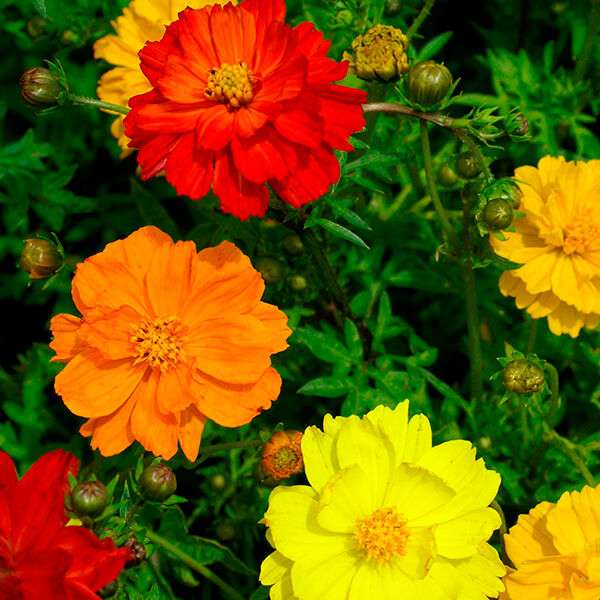Dwarf Cosmos - Carpet mix