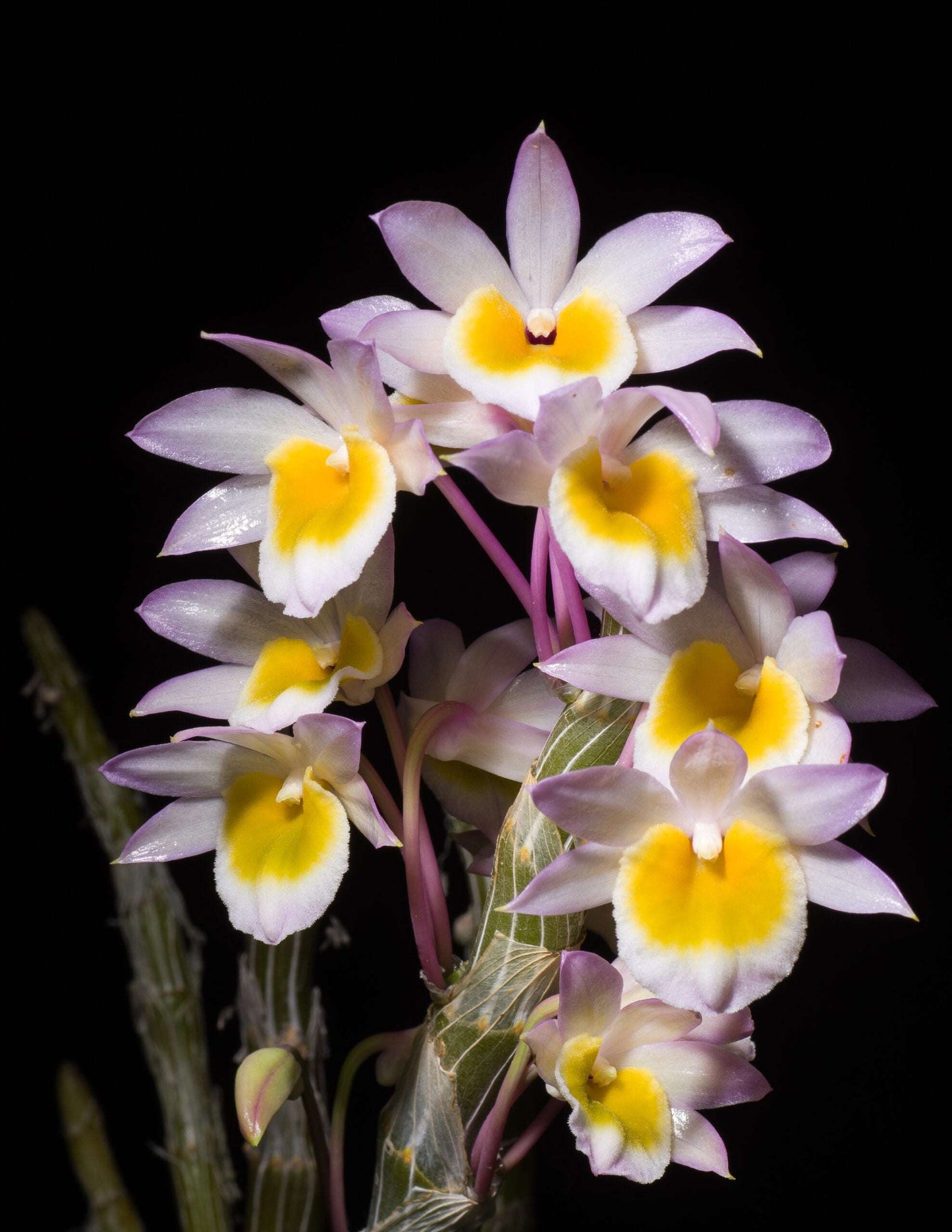 Dendrobium crepidatum orchid