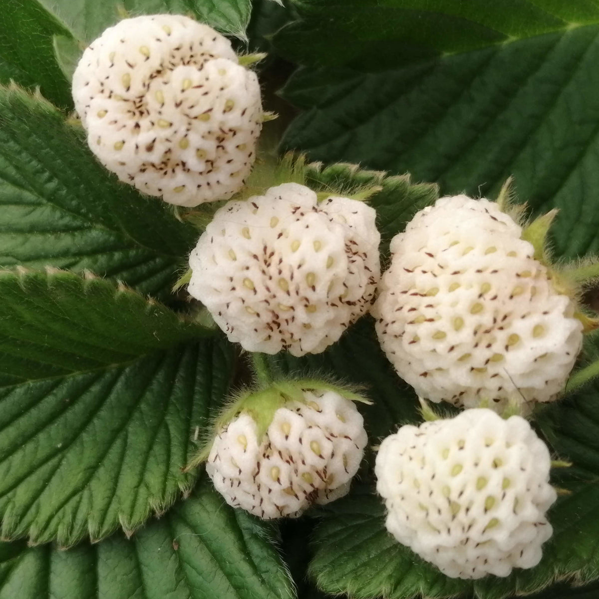 Strawberry Chinese White