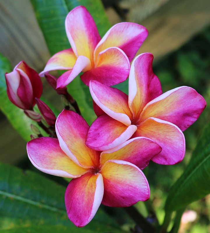 Plumeria Rubra Gene Moragne