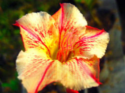 Adenium Obesum Golden