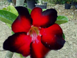 Adenium Obesum Black Emperor