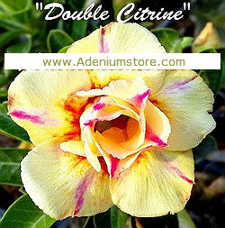 Adenium Obesum Double Citrine