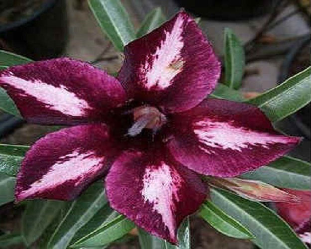 Adenium Obesum Iridescent Beauty