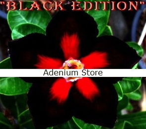 Adenium Obesum Black Edition