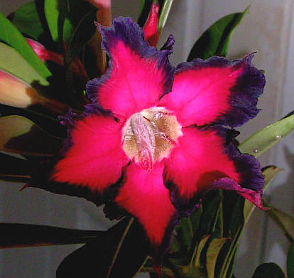 Adenium Obesum Black Ruby