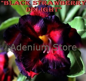 Adenium Obesum Black Strawberry Delight