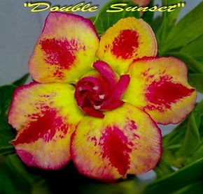 Adenium Obesum Double Sunset