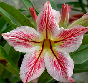 Adenium Obesum Baby Flame