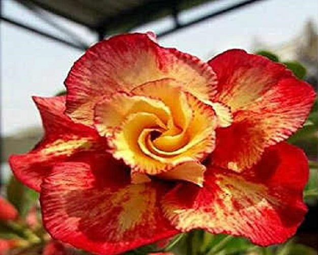 Adenium Obesum Event Horizon