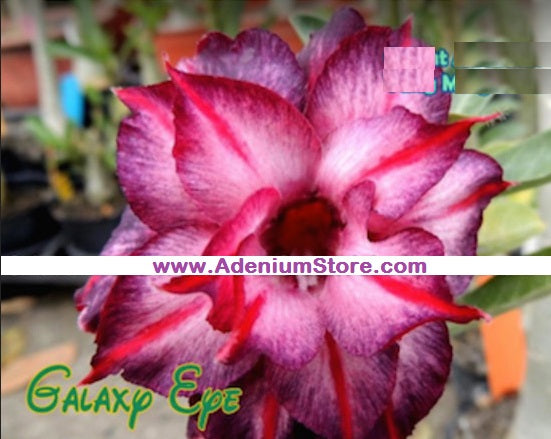 Adenium Obesum Galaxy Eye