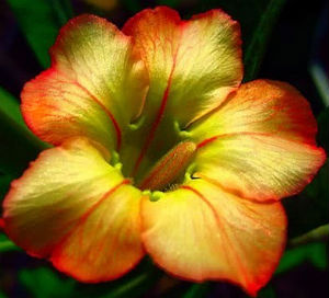 Adenium Obesum Honey