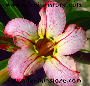 Adenium Obesum Hybrid 2863