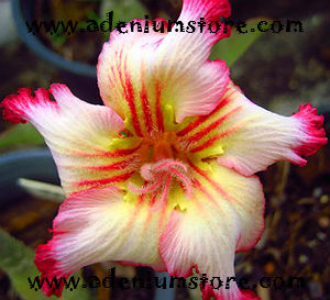 Adenium Obesum Hybrid 3185