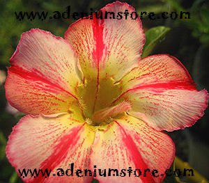 Adenium Obesum Hybrid 3452