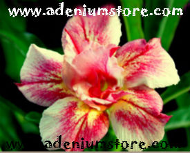 Adenium Obesum Double Bright Moon