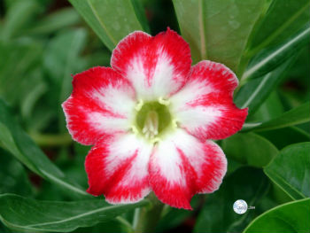 Adenium Obesum Belle Story
