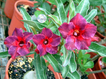 Adenium Obesum Kaleidoscope