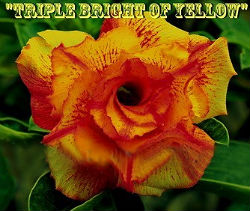 Adenium Obesum Triple Bright of Yellow