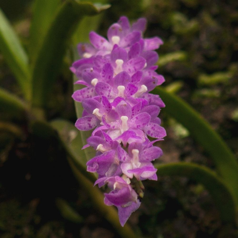 Aerides multiflora orchid