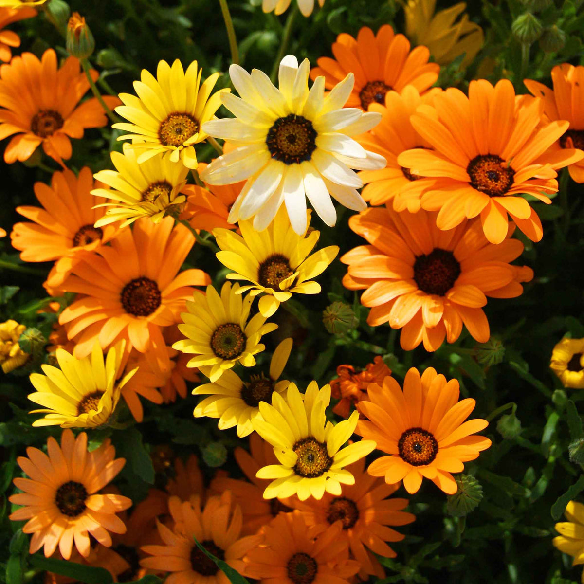 African Daisy Mix