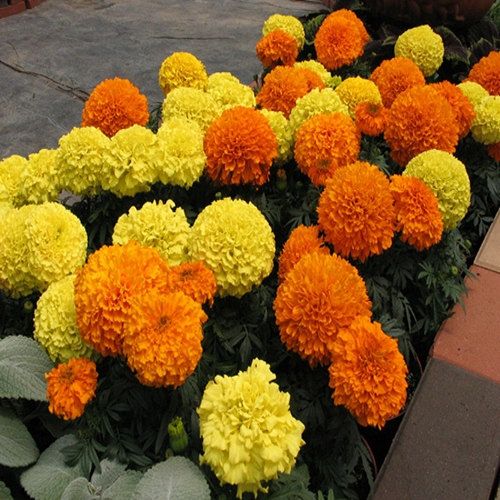 African Marigold Sierra Mix