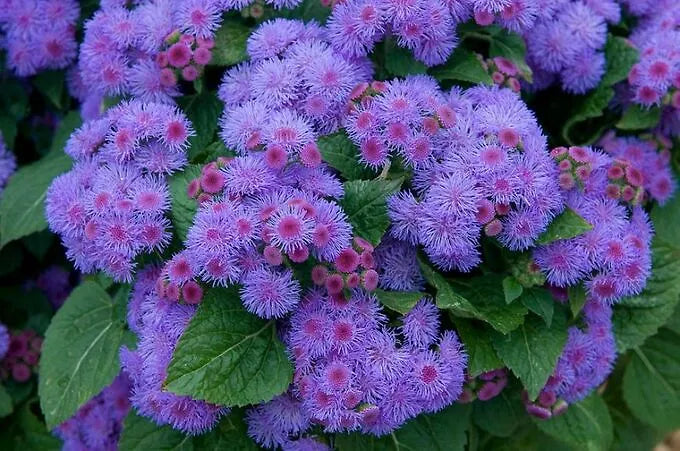 Blue Ageratum Mexieanum Tall