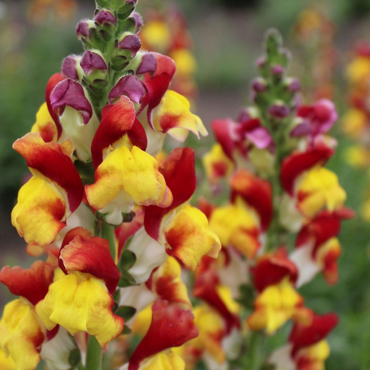 Antirrhinum Mango Twist