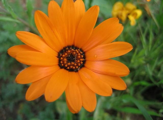 Arctotis stoechadifolia