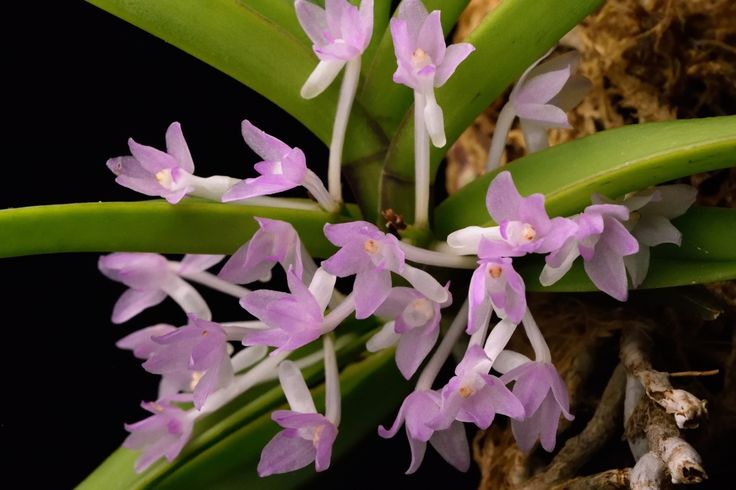 Ascocentrum rubescens orchid