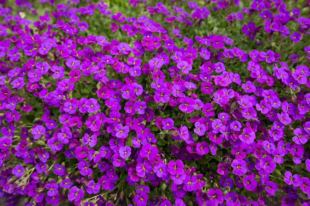 Rock Cress Cascade