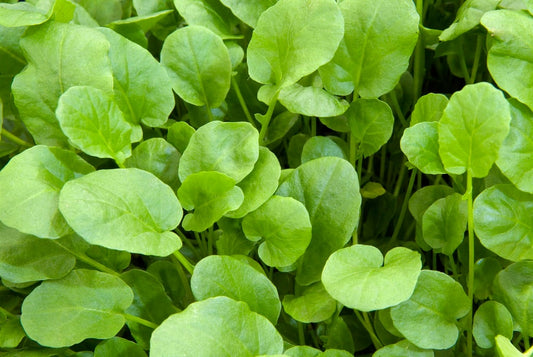 جرجير الأرض الأمريكي - بيبي ليف