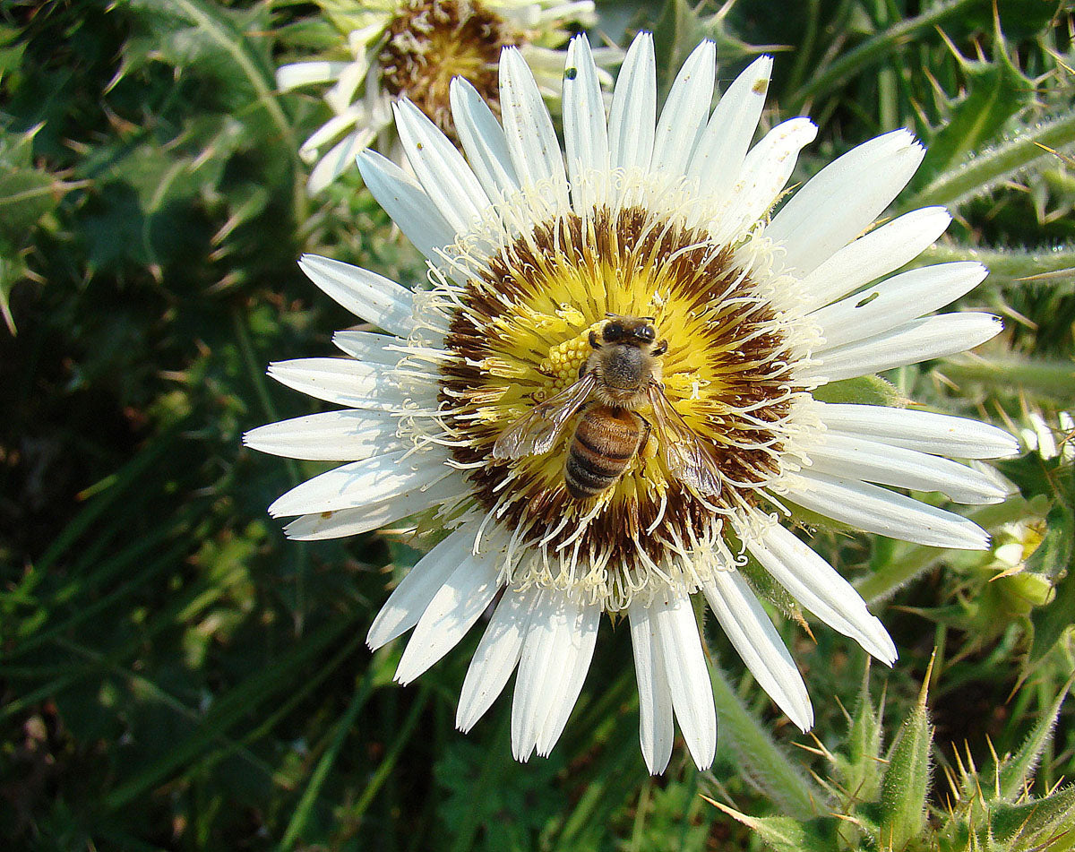 Berkheya Cirsiifolia