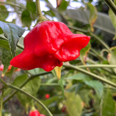 Bishop's crown pepper