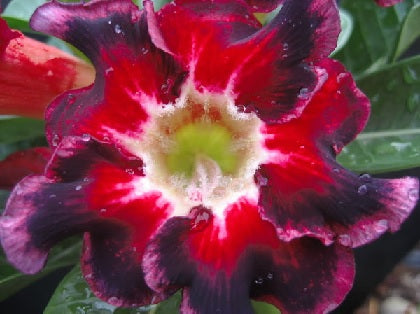 Adenium Obesum Black Santa