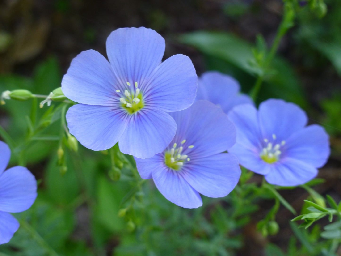 Blue Flax