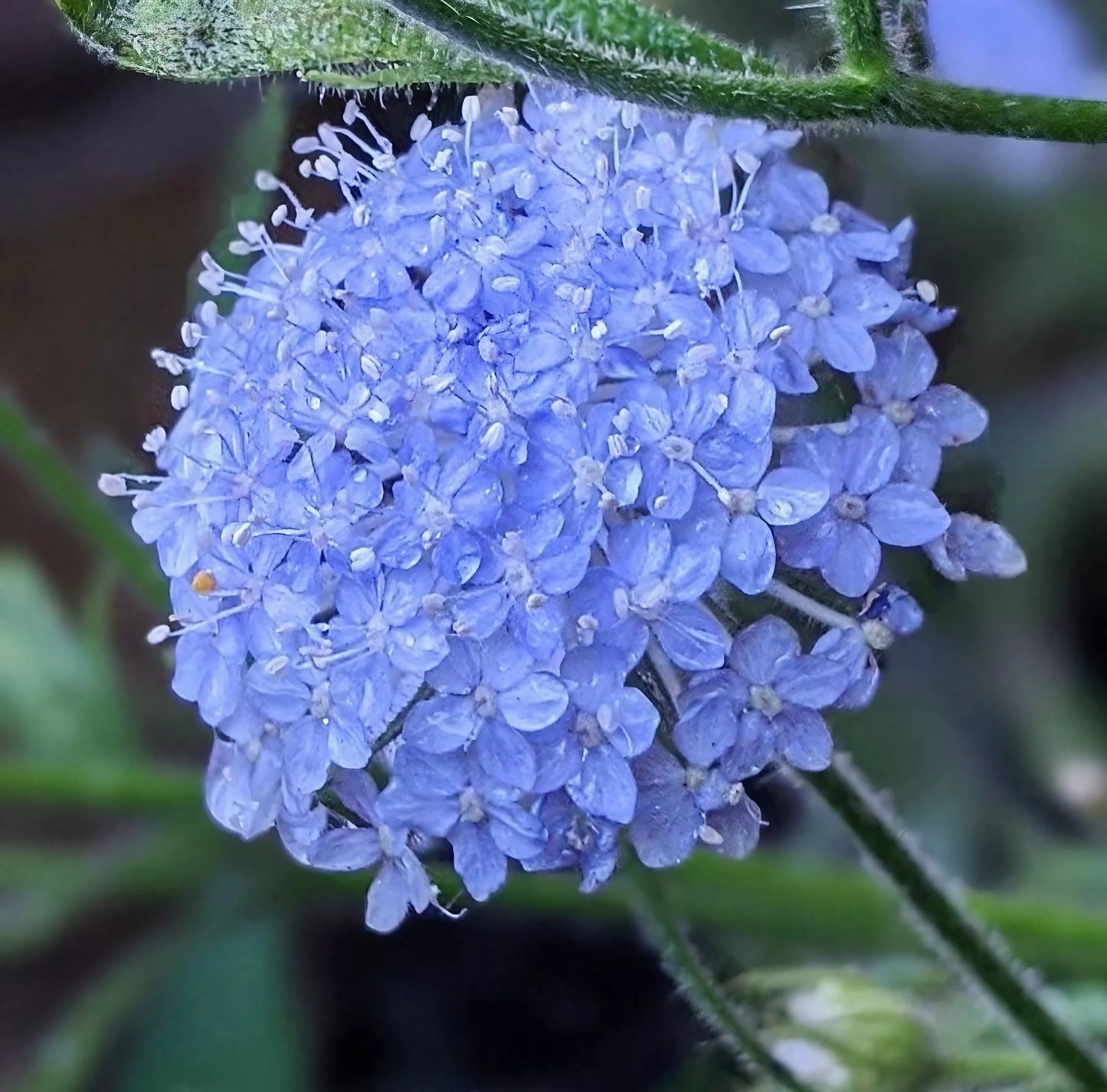 Blue Lace Flower
