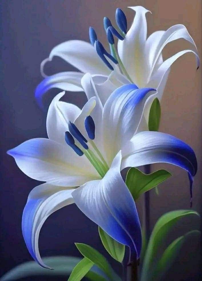 Blue and White Lilium