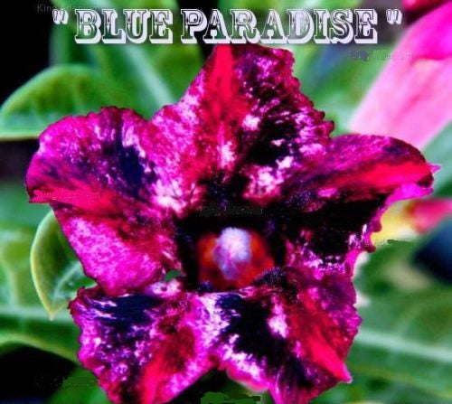 العدنة أوبيسوم الجنة الزرقاء