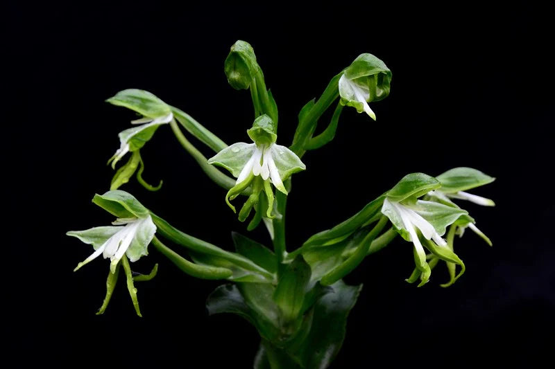 Bonatea speciosa orchid